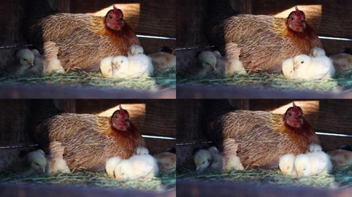 母鸡坐在鸡窝里