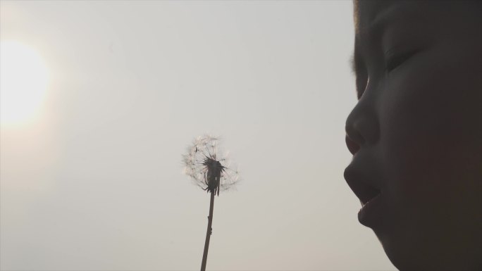 播撒希望的种子小孩吹蒲公英花絮随风飞舞