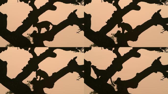 豹的女性剪影在树枝之间移动，非洲