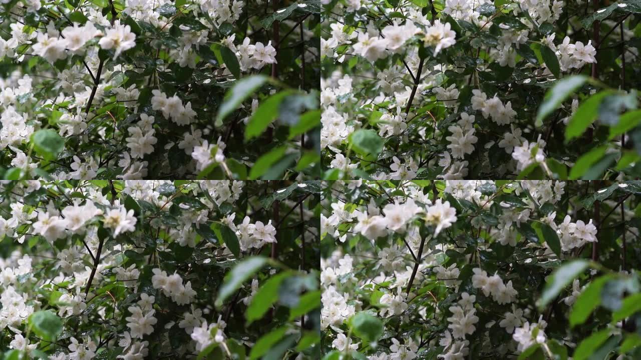 雨下的茉莉花视频。夏季