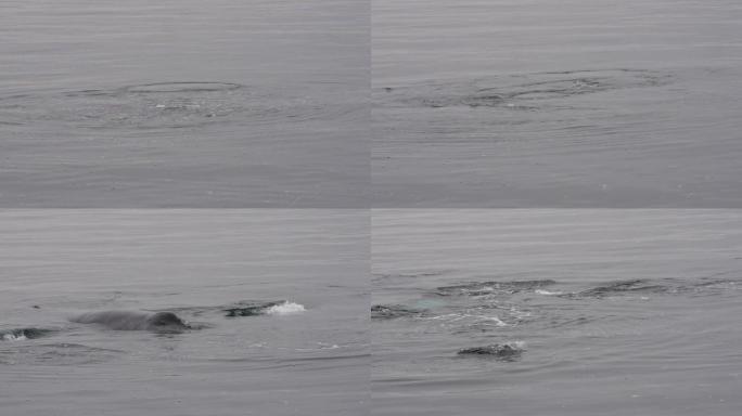 座头鲸和海狮