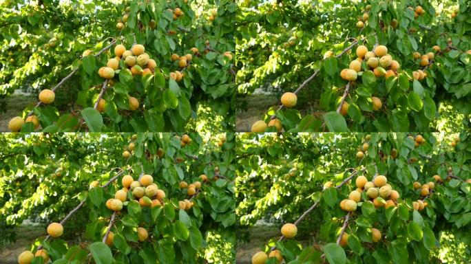 杏树有很多成熟的杏树，结果杏树，天然果园，