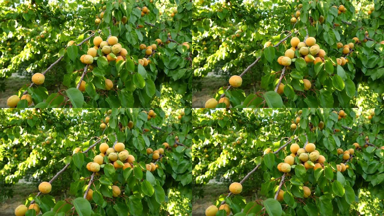 杏树有很多成熟的杏树，结果杏树，天然果园，
