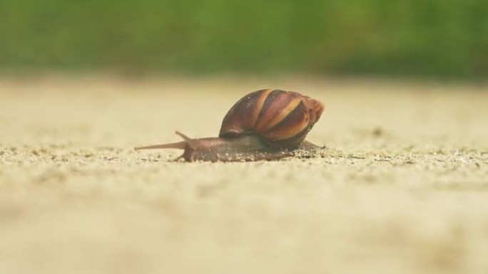 一只蜗牛过马路的宏观视频
