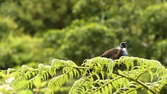 Tui鸟在新西兰蕨类植物的顶部摆姿势