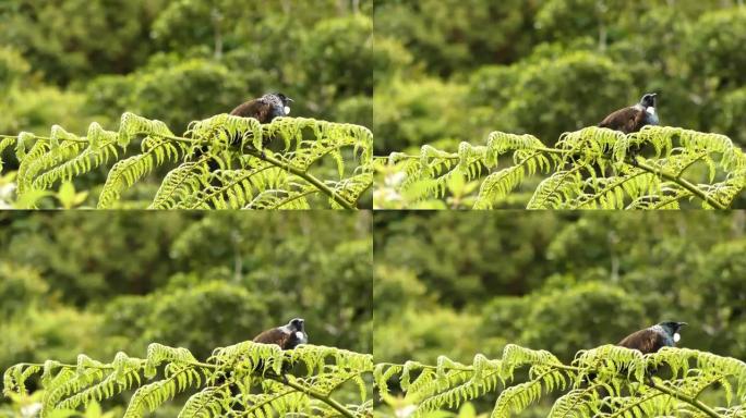 Tui鸟在新西兰蕨类植物的顶部摆姿势