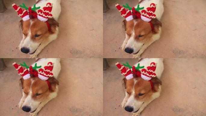 戴着圣诞头饰的宠物狗