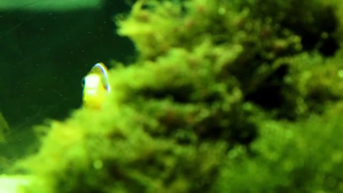 小丑鱼或海葵鱼在玻璃水族箱中游泳，那里的水略有混浊