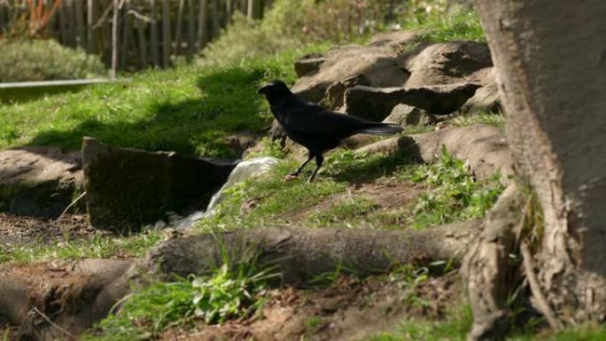 黑乌鸦 (Corvus corone) 在树旁四处寻找危险时吃一块肉的特写镜头，而河流在背景中流动