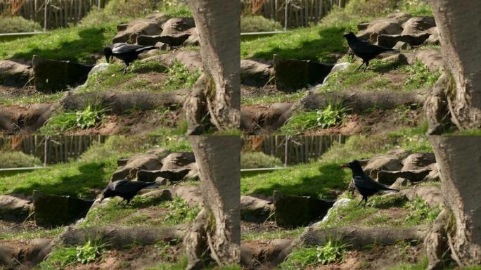 黑乌鸦 (Corvus corone) 在树旁四处寻找危险时吃一块肉的特写镜头，而河流在背景中流动