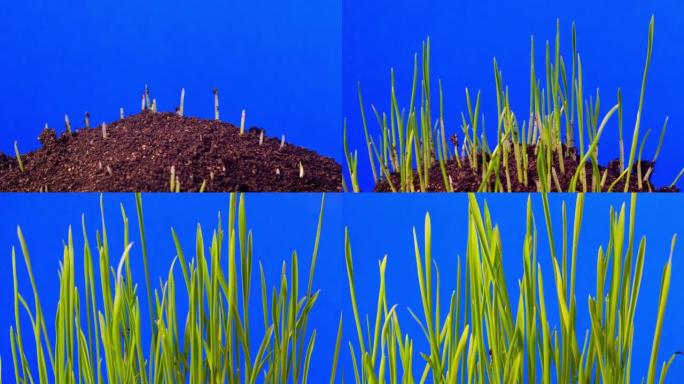 小麦在蓝色背景下从地球生长和旋转，延时视频4k分辨率剪辑。