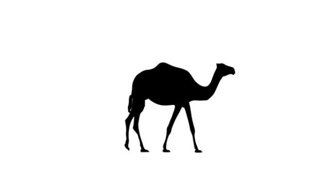 步行骆驼