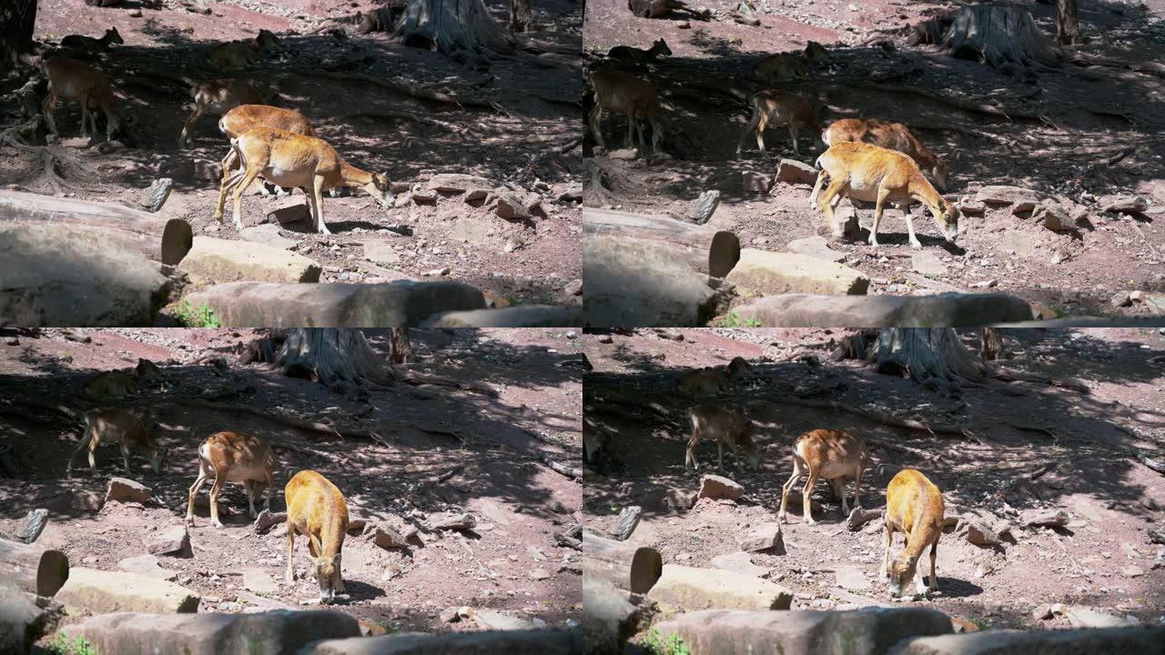 Brown mouflons在4k公园的岩石地上行走