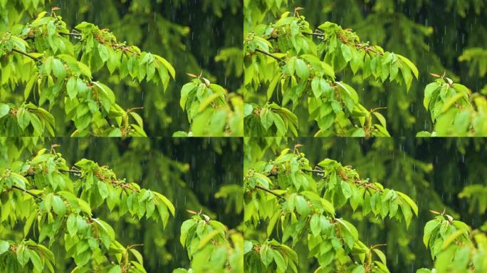 植物的绿叶因水滴而挥舞。大雨时，慢动作雨滴从树木的绿叶上滴落。雨天和雨水在大自然中下降。