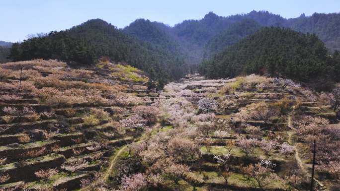 崂山村庄春天的樱桃花海