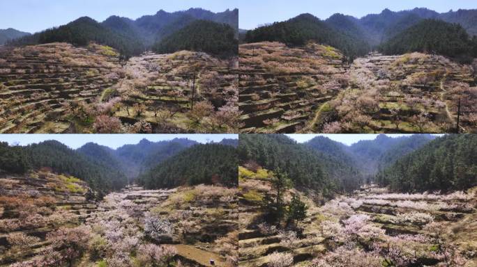 崂山村庄春天的樱桃花海