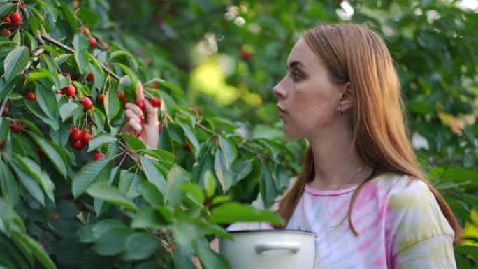 从树枝上收获浆果的苗条华丽年轻女子的侧视图肖像。美丽的集中高加索园丁在户外夏季花园撕下甜美美味的樱桃