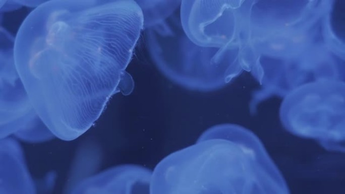 海月水母的特写镜头漂浮着半透明的蓝色浅色和深色背景。