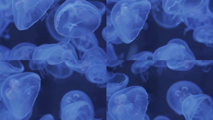 海月水母的特写镜头漂浮着半透明的蓝色浅色和深色背景。