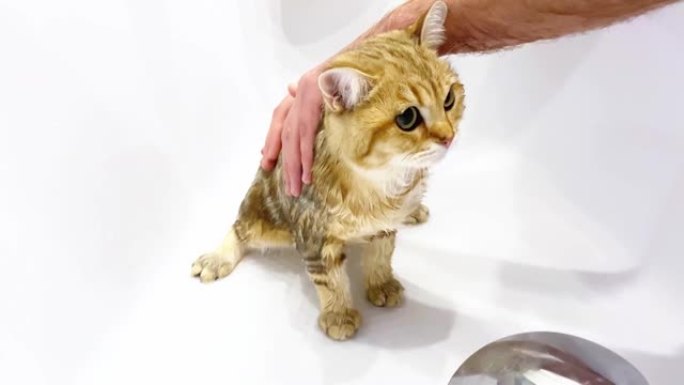 湿红小猫洗澡。白色背景上的洗手猫