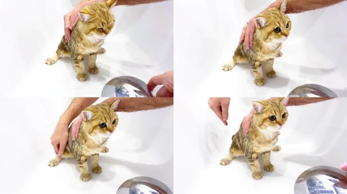 湿红小猫洗澡。白色背景上的洗手猫