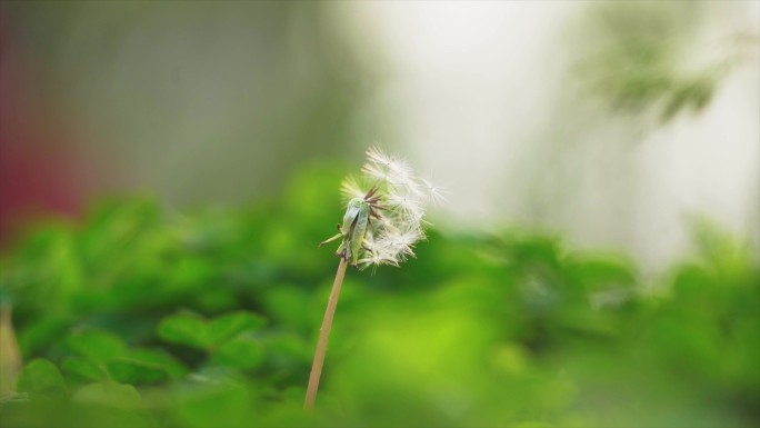 播撒希望的种子蒲公英飞舞许愿微风吹过