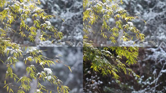 【高清】竹叶上的积雪