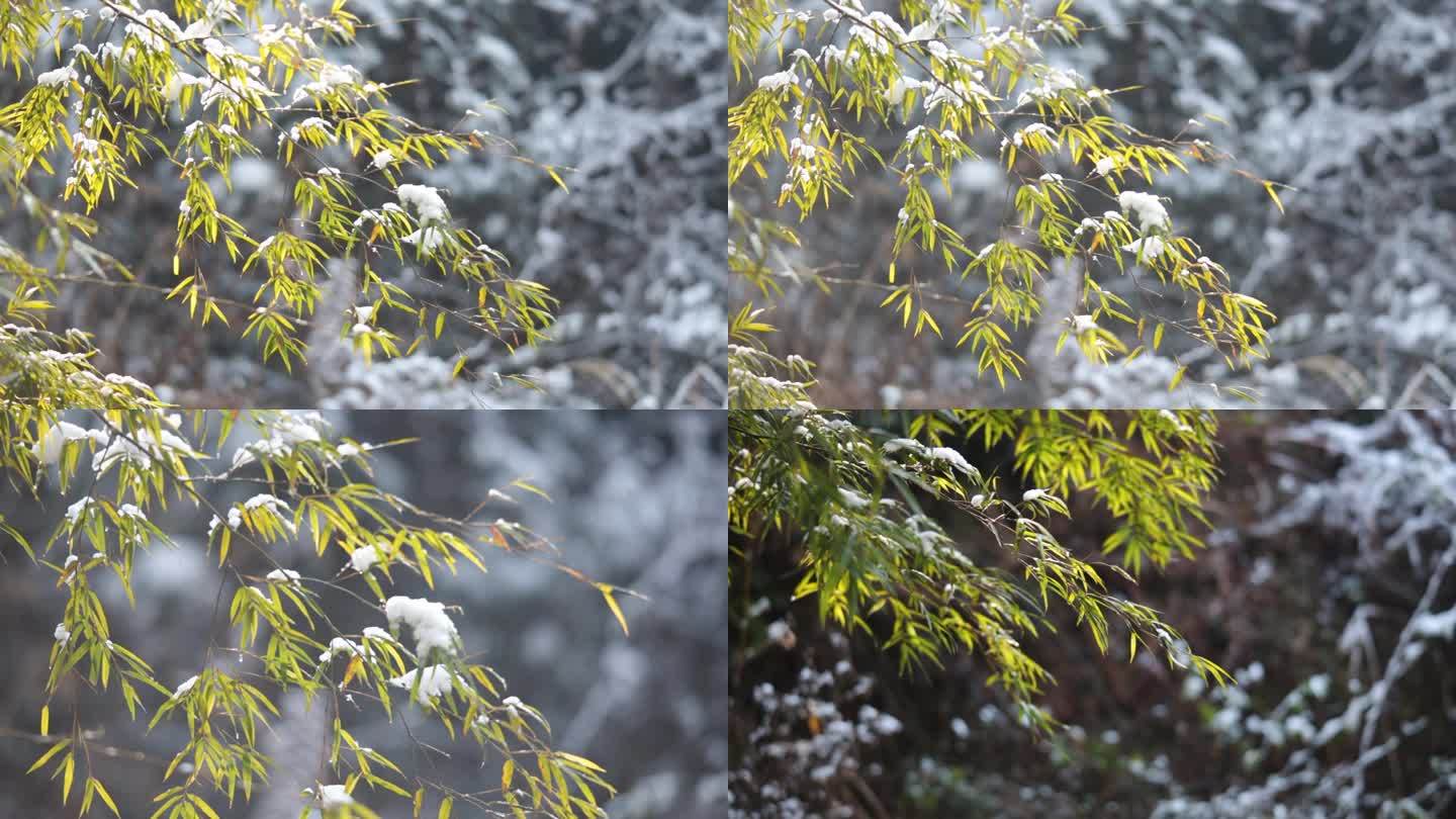 【高清】竹叶上的积雪