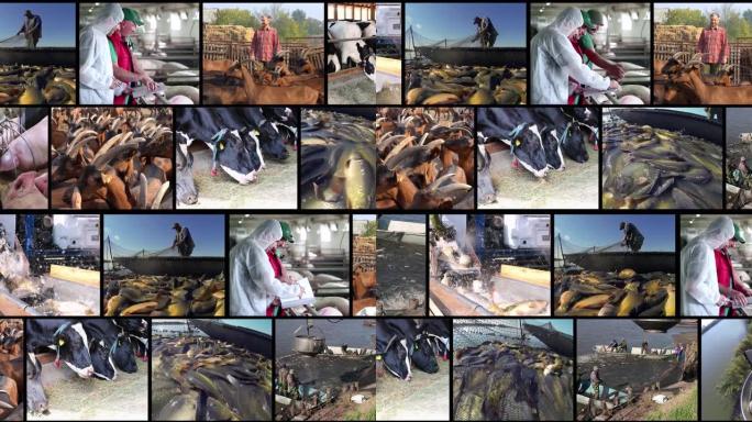 集约化动物养殖-多屏幕视频蒙太奇