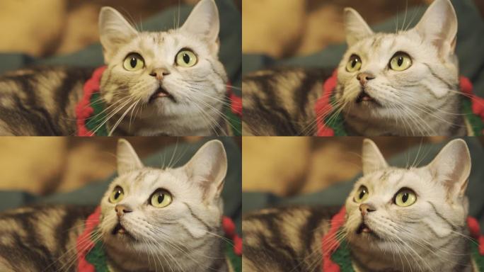 穿着圣诞服装的可爱猫咪对某事感到好奇。宏观拍摄并聚焦在眼睛上。美丽的特写肖像镜头。大眼睛。假期背景与