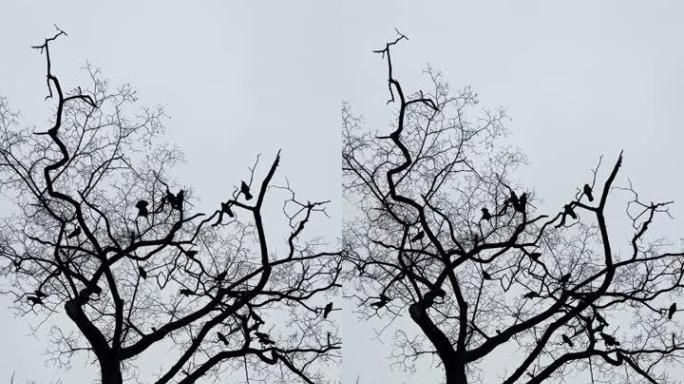 鸟叫坐在森林中裸露的树枝上，对着傍晚的天空。