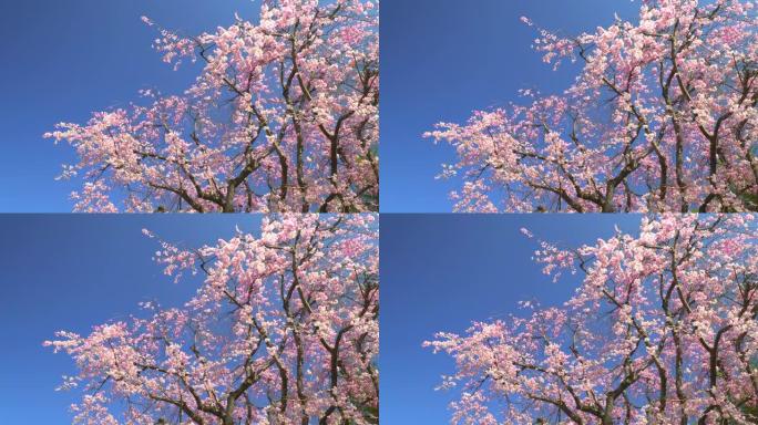 湛蓝的天空下樱花樱花盛开樱花林桃花盛开