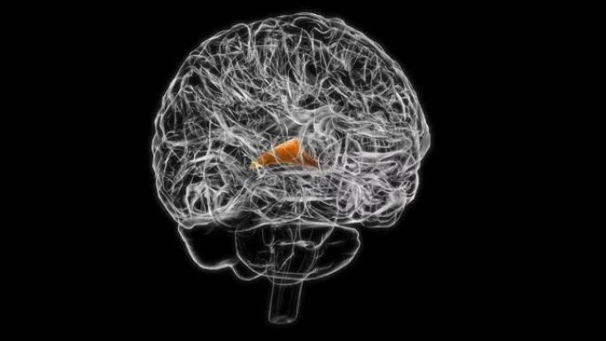 医学概念3D动画的前脑解剖脑连合前肢