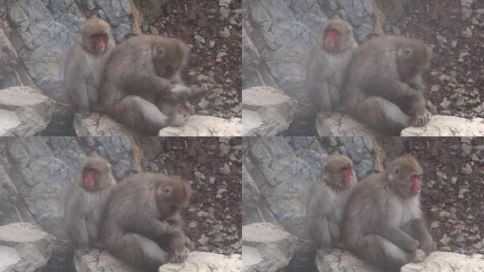 居住在日本地高谷猴园的雪猴