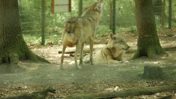 4k动物园笼子里狼的特写镜头