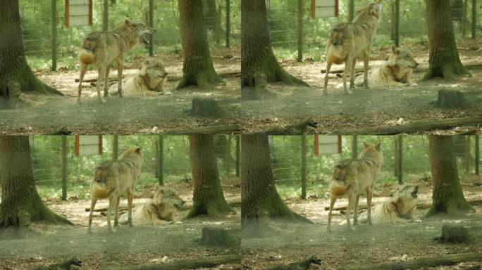 4k动物园笼子里狼的特写镜头