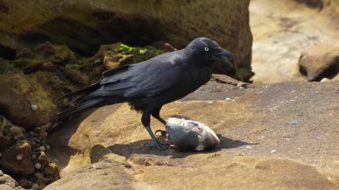 乌鸦站在石头上吃鱼头的特写镜头