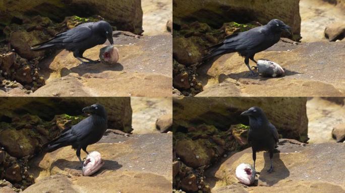 乌鸦站在石头上吃鱼头的特写镜头