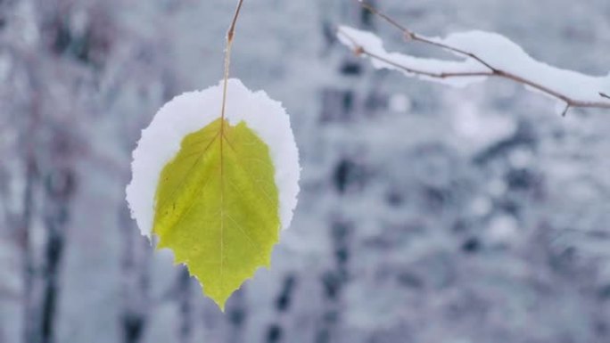 幼小的枫树上的单叶覆盖着第一场雪。深秋雪天宏碁树的树枝