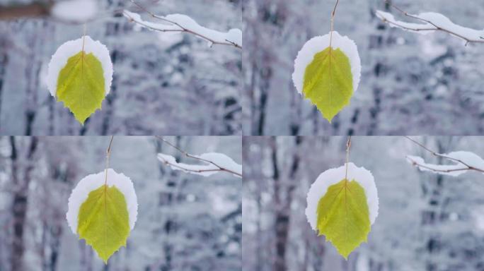 幼小的枫树上的单叶覆盖着第一场雪。深秋雪天宏碁树的树枝