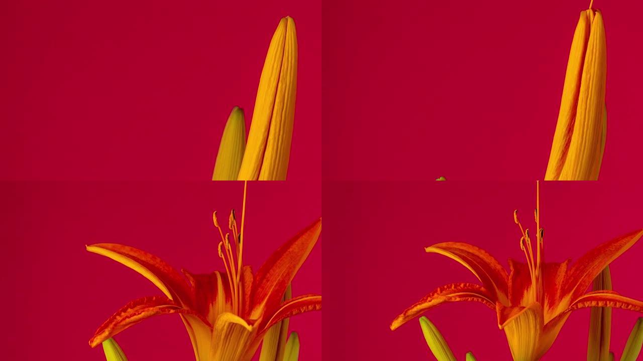 旋转百合花的4k延时开花并在红色背景上生长。百合盛开的花。摄像机绕着花转。
