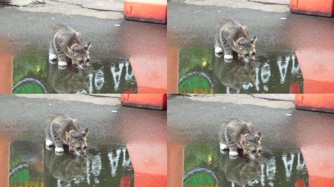 一只有领的街头猫从水坑里喝水