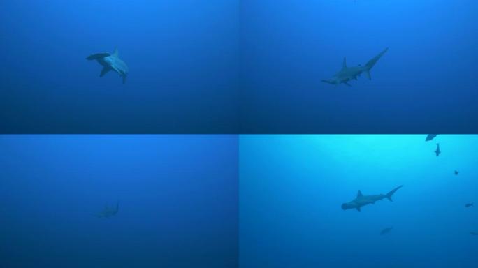 水下锤头鲨