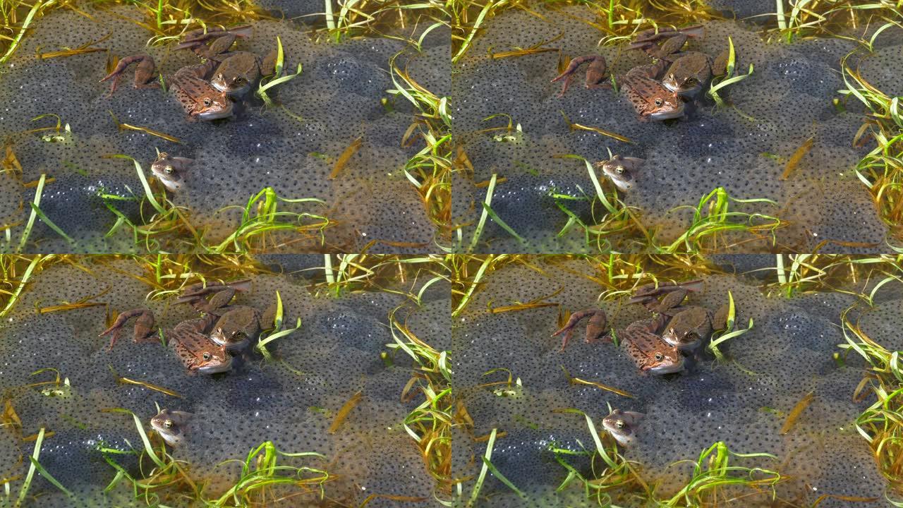 一群欧洲普通青蛙的特写镜头，水中有蛋