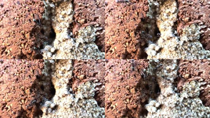 在澳大利亚悉尼郊区的一所房屋中，蚂蚁与蚂蚁进出砖腔的蚂蚁巢穴的宏观特写