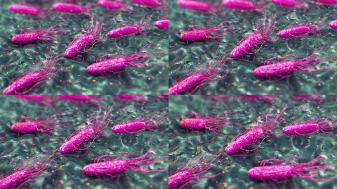 志贺氏菌三维病毒细菌细胞变异