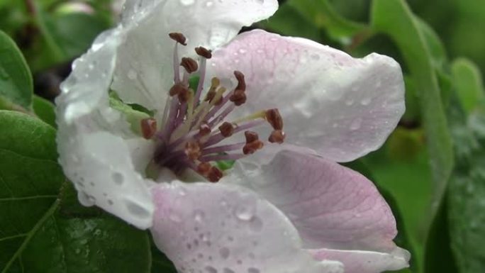木瓜花的特写镜头上有雨滴。春天到了花园里，包括果树繁茂和木瓜。粉红色和白色的花朵，在雨中quince