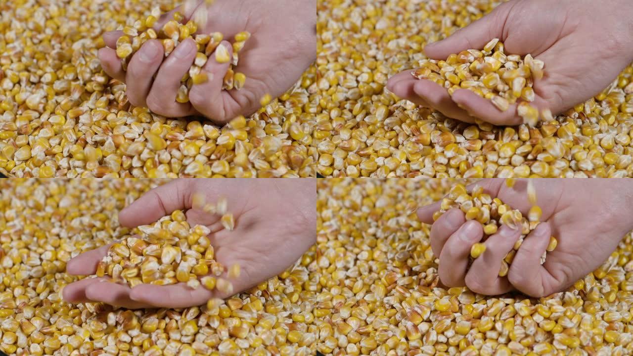 慢动作干玉米粒落在农民的手上纹理背景特写。转基因玉米粒玉米宏观镜头。有机健康食品。慢动作农民手中拿着