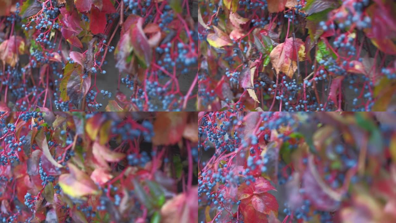用野葡萄睫毛制成的秋天篱笆的镜头。秋天