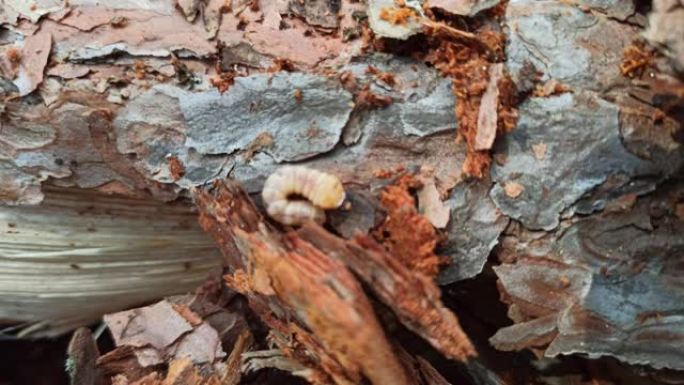 木虫的幼虫生活在松树皮下。普通家具甲虫。
